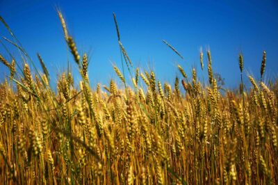 ウクライナの国旗の青は青空、黄色は小麦を表しているという